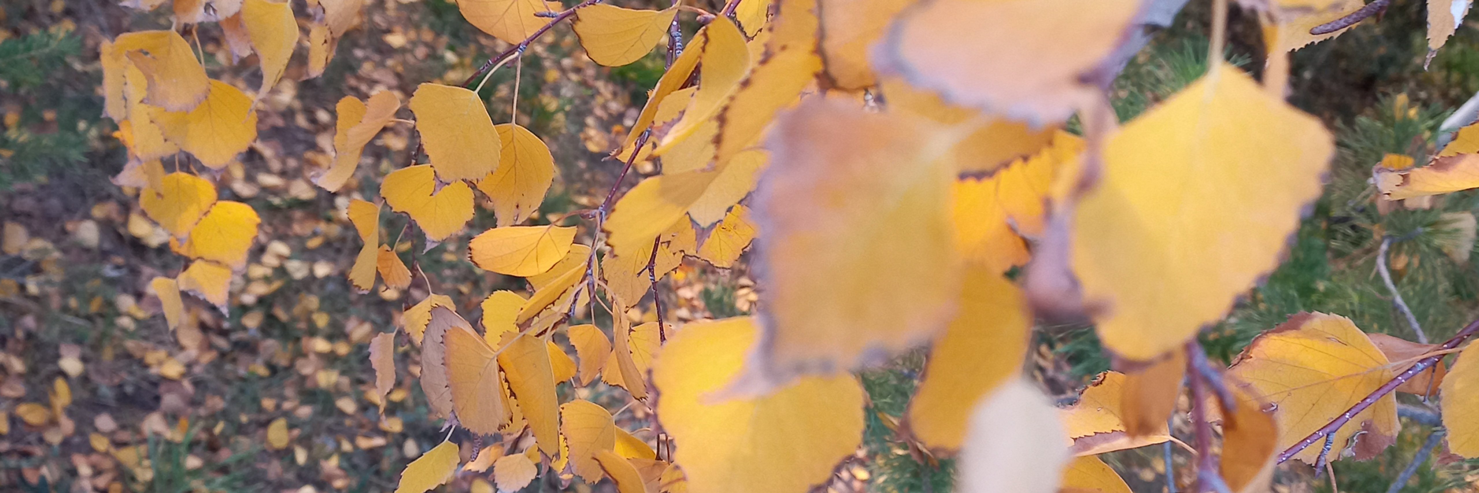 creator cover Борис Гандрабура🍁Nekod