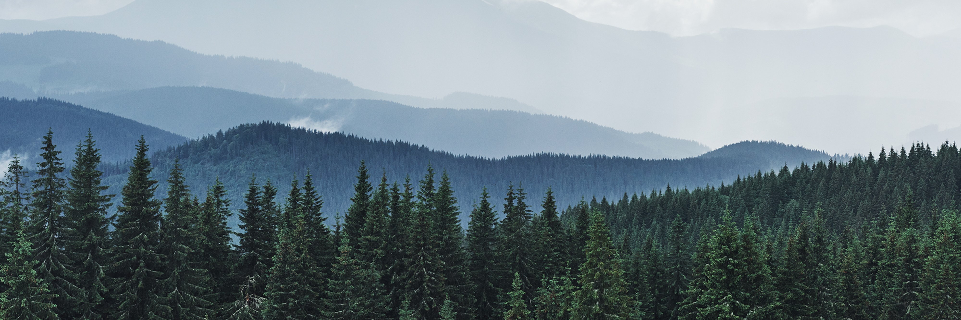 creator cover Orly view