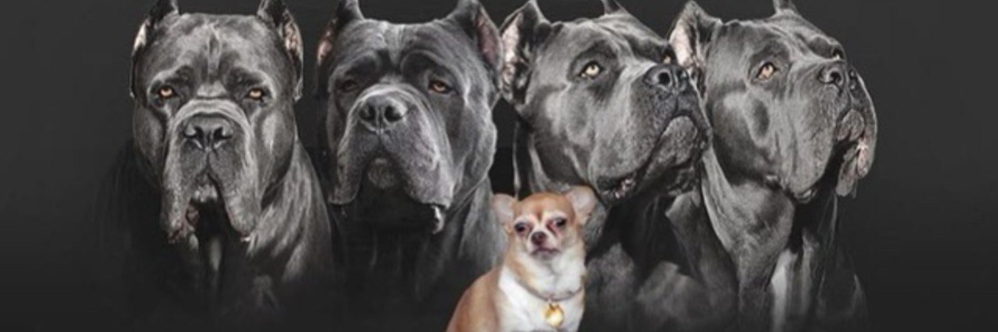 creator cover TTTT_Cane_Corso