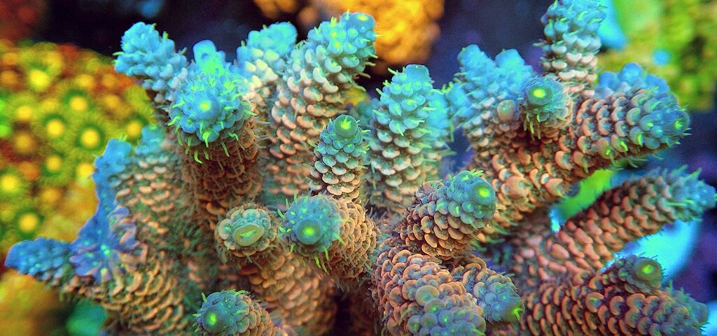 creator cover Reef Exclusive