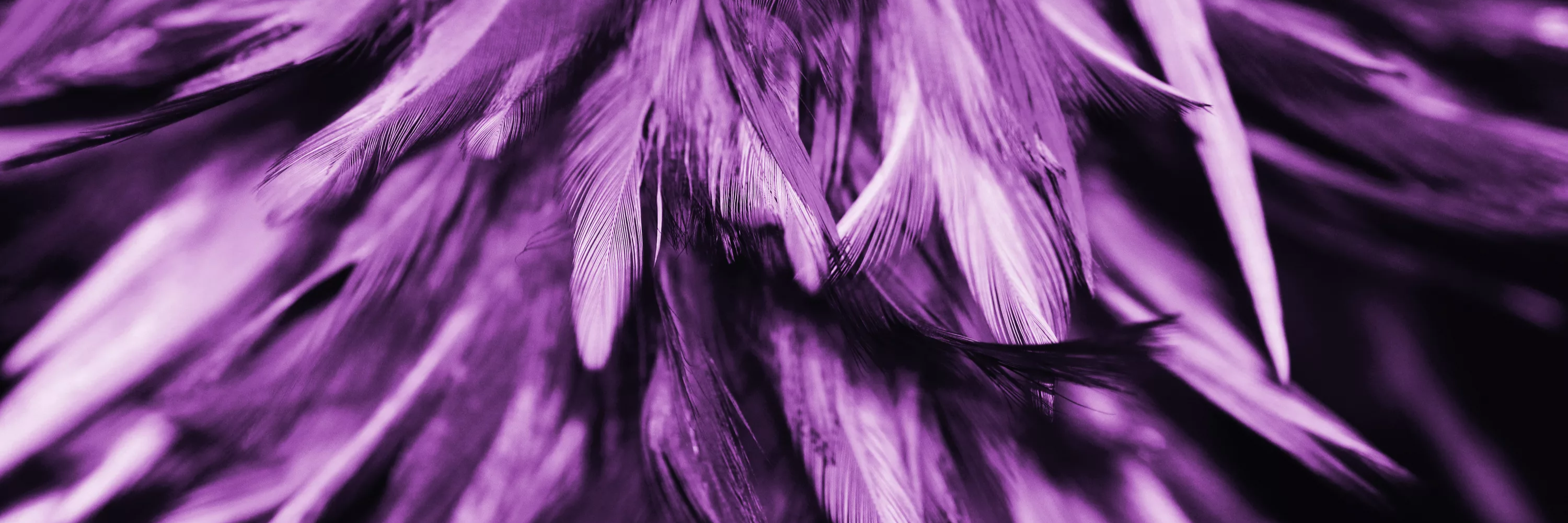 creator cover Featherline