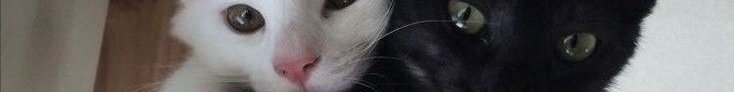 creator cover Meowrcy!