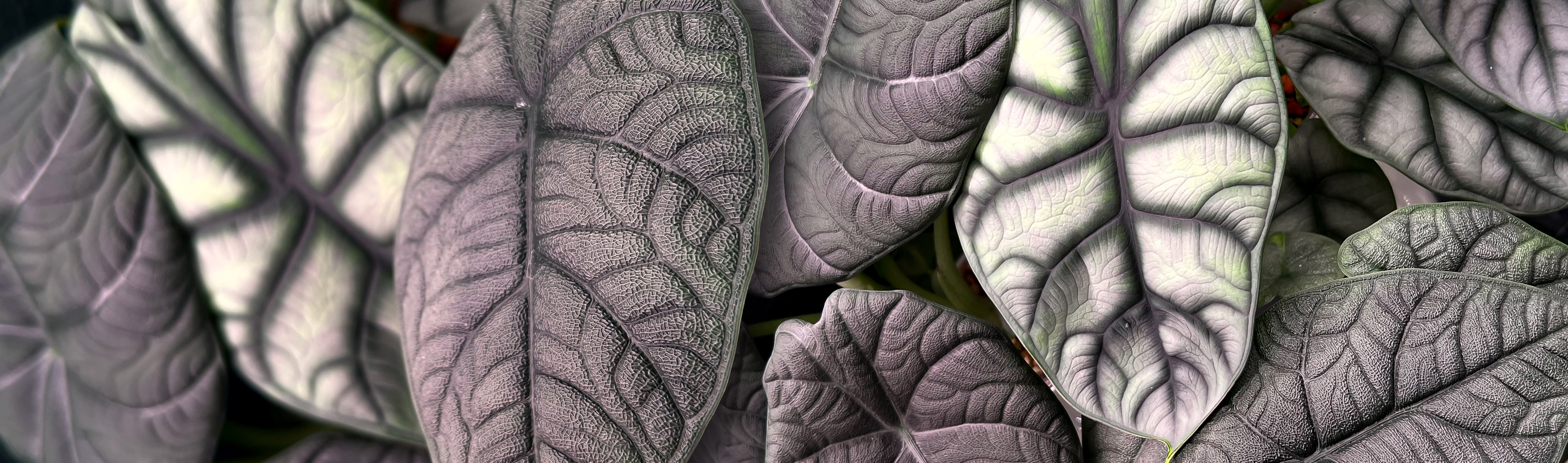 creator cover Winter Plants
