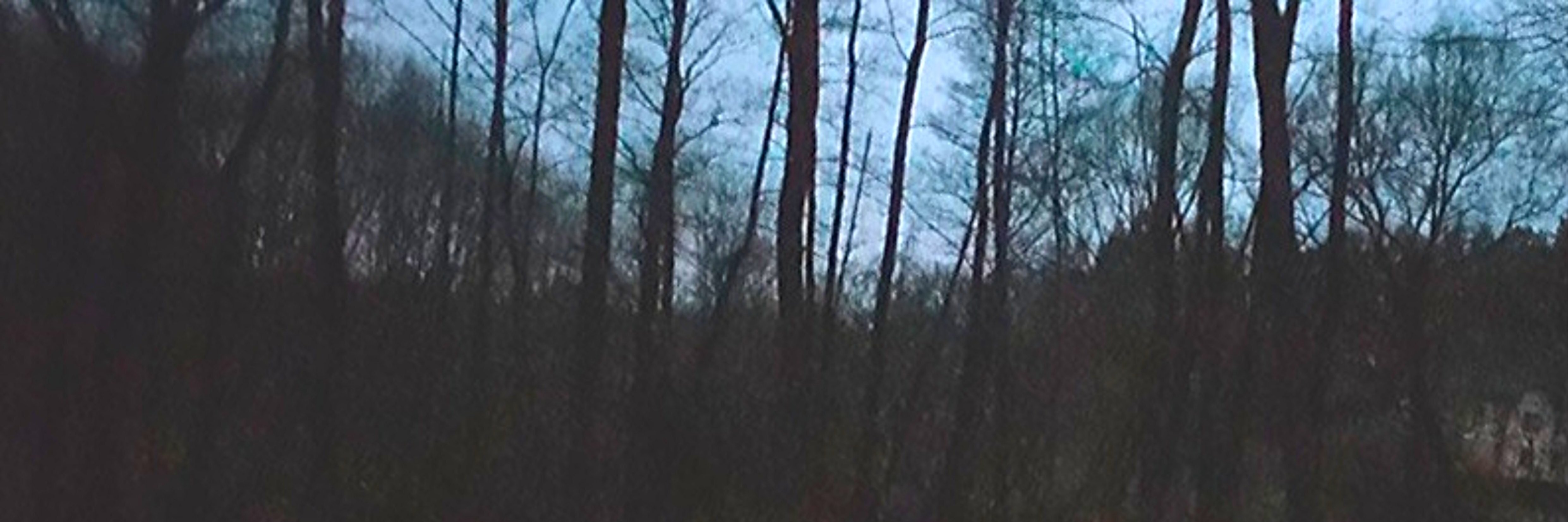 creator cover Dying Spring