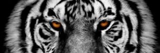 creator cover WHITE TIGER