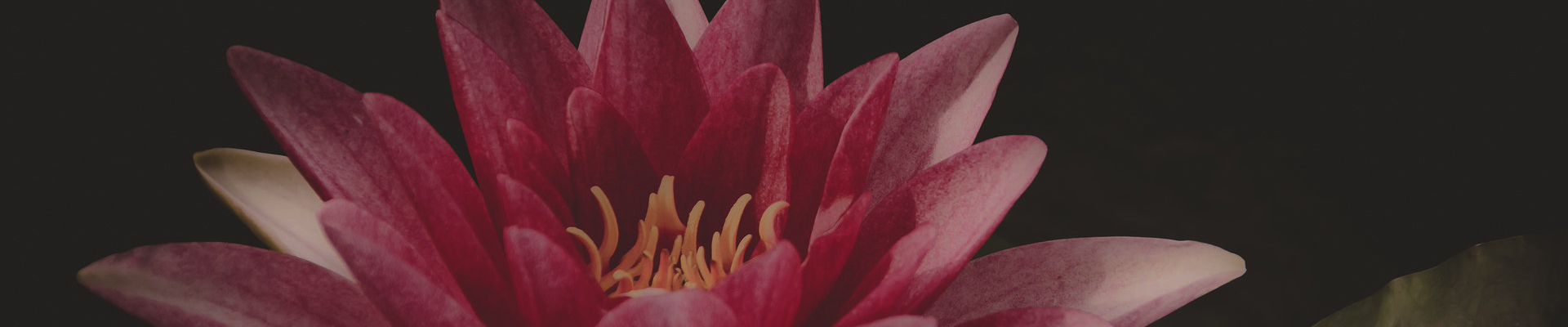 creator cover ANURADA