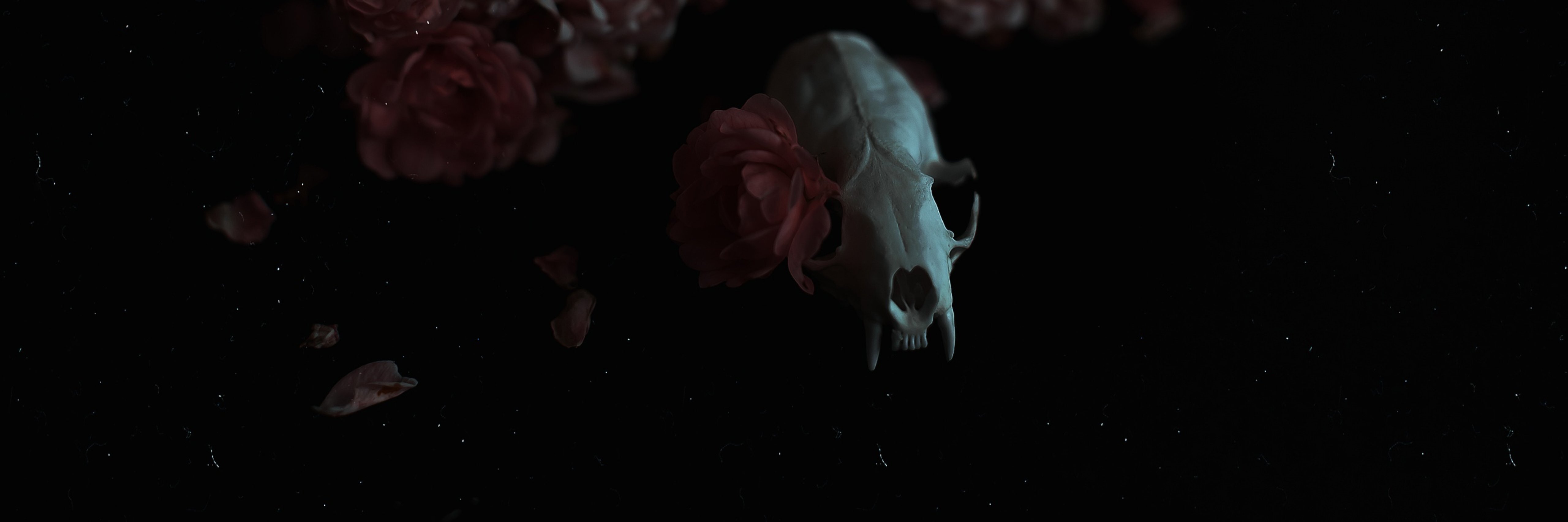 creator cover melancholia