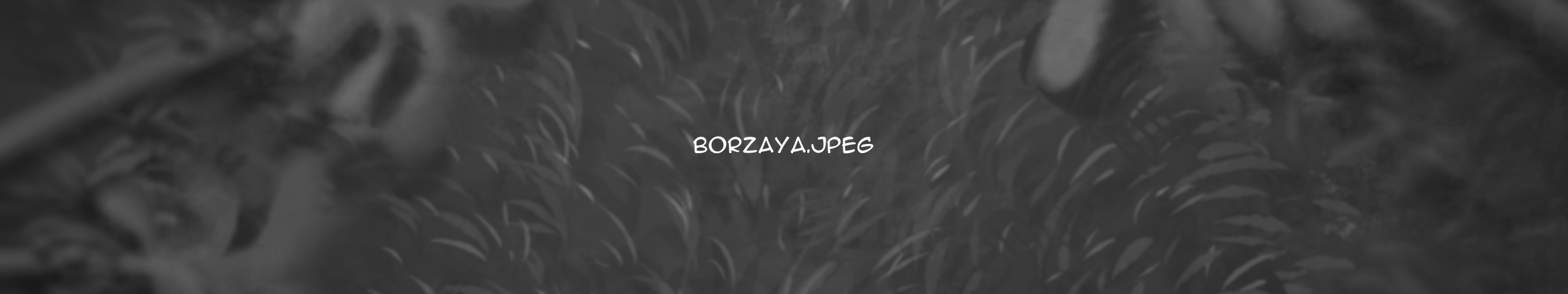 creator cover borzaya.jpeg