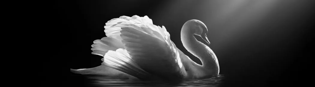 creator cover Gateshead