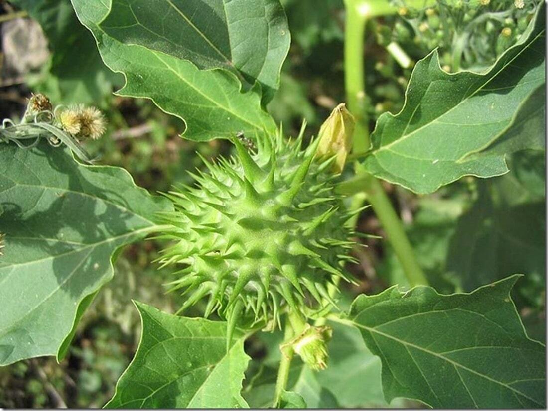 Растение из которых получают. Datura Ferox. Терновое яблоко растение. Растение призрак. Datura Noir.