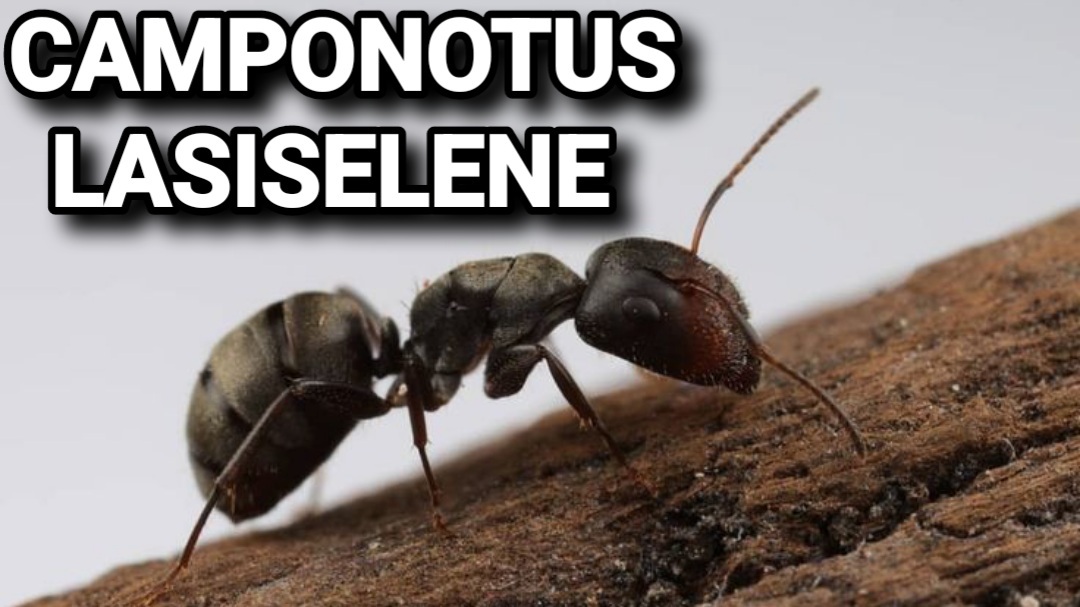 Обзор ant. Переселение муравьев. Camponotus lameerei. Camponotus piceus Королева. Черный муравей обзоры.