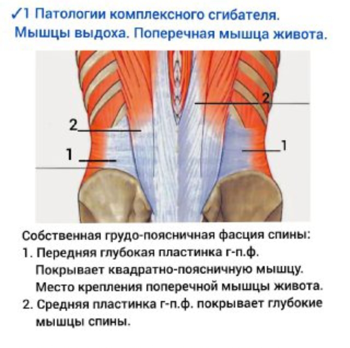 Укрепление поперечной мышцы