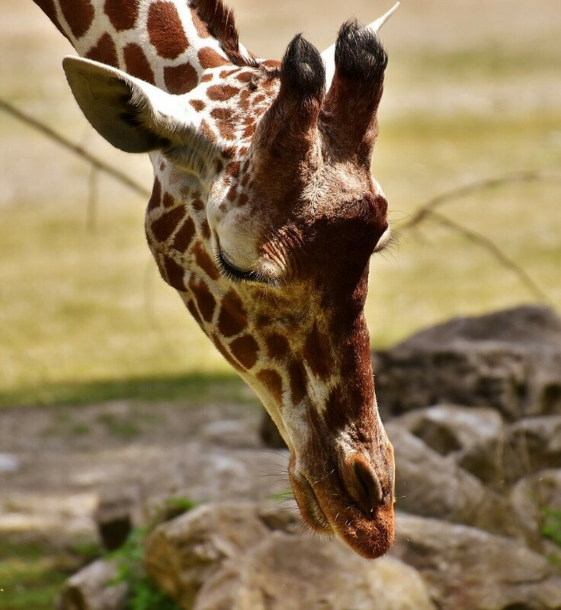Какой тип развития характерен для сетчатого жирафа. КОРОТКОШЕЙНЫЙ Жираф. Жираф фото. Толстый Жираф. Пятна жирафа.