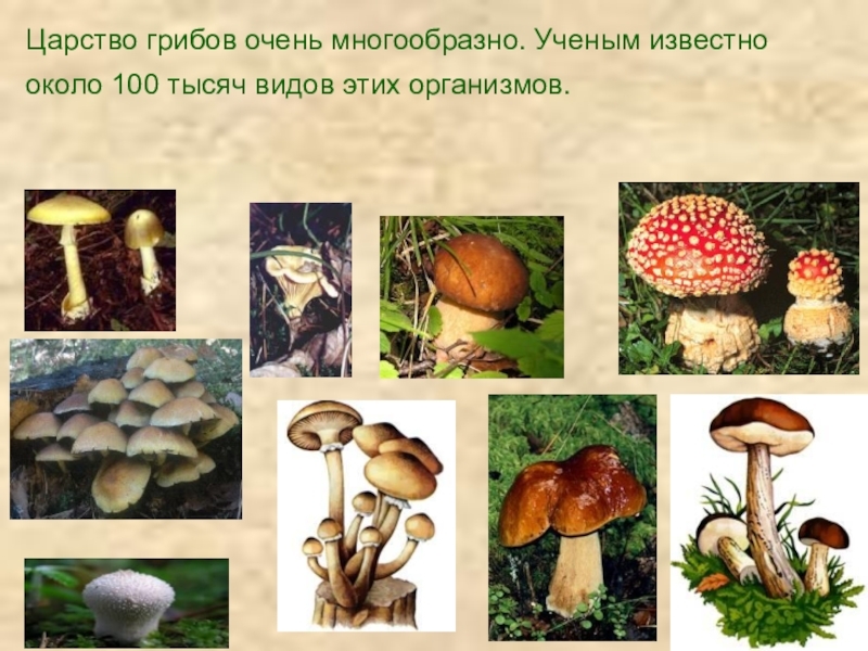 Сколько классов грибов. Царство грибы. Царство грибы названия. Царство царство грибов. Тема царство грибов.