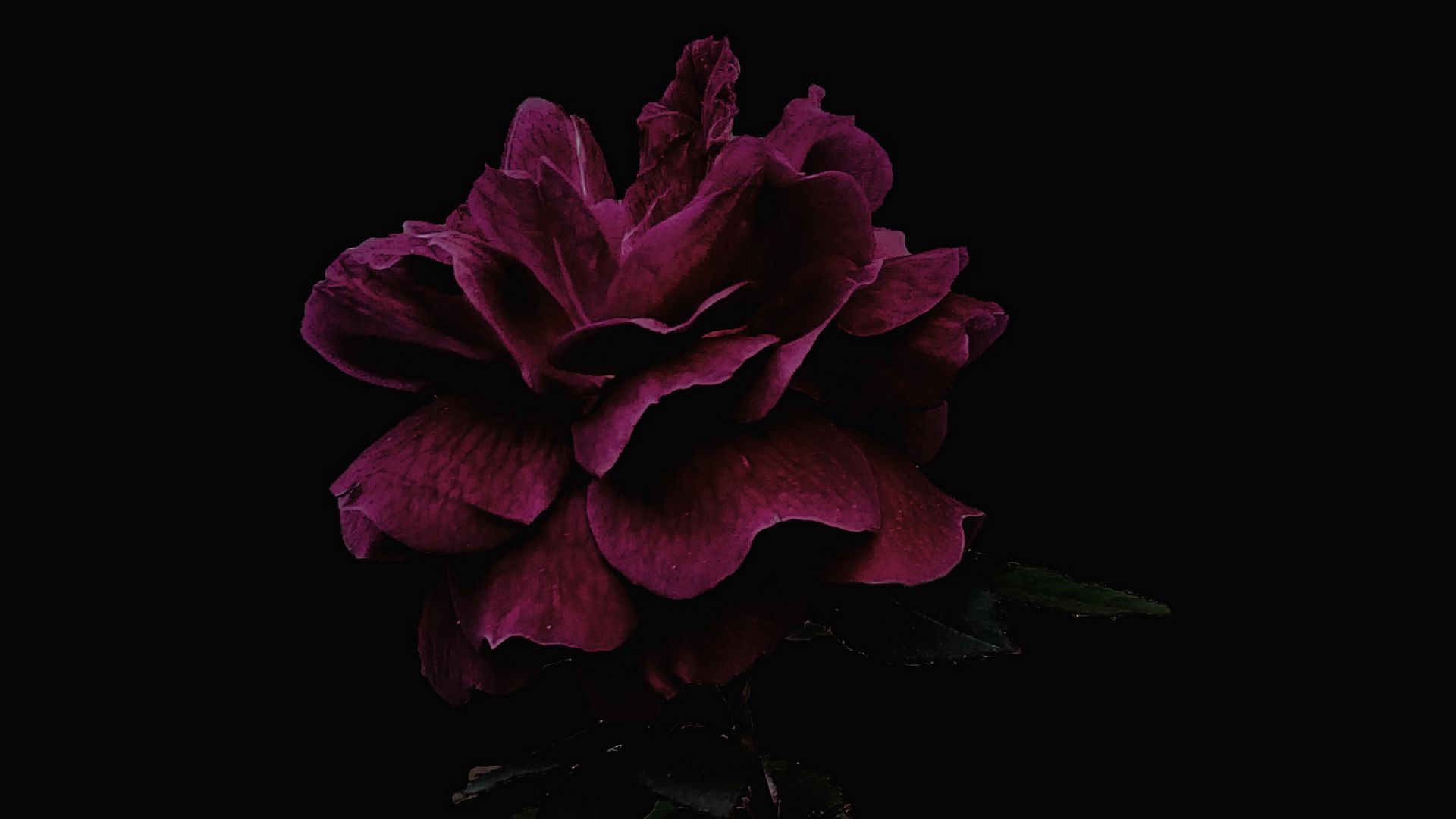 Цветок на темном фоне обои. Пионы на черном фоне. Темные цветы.