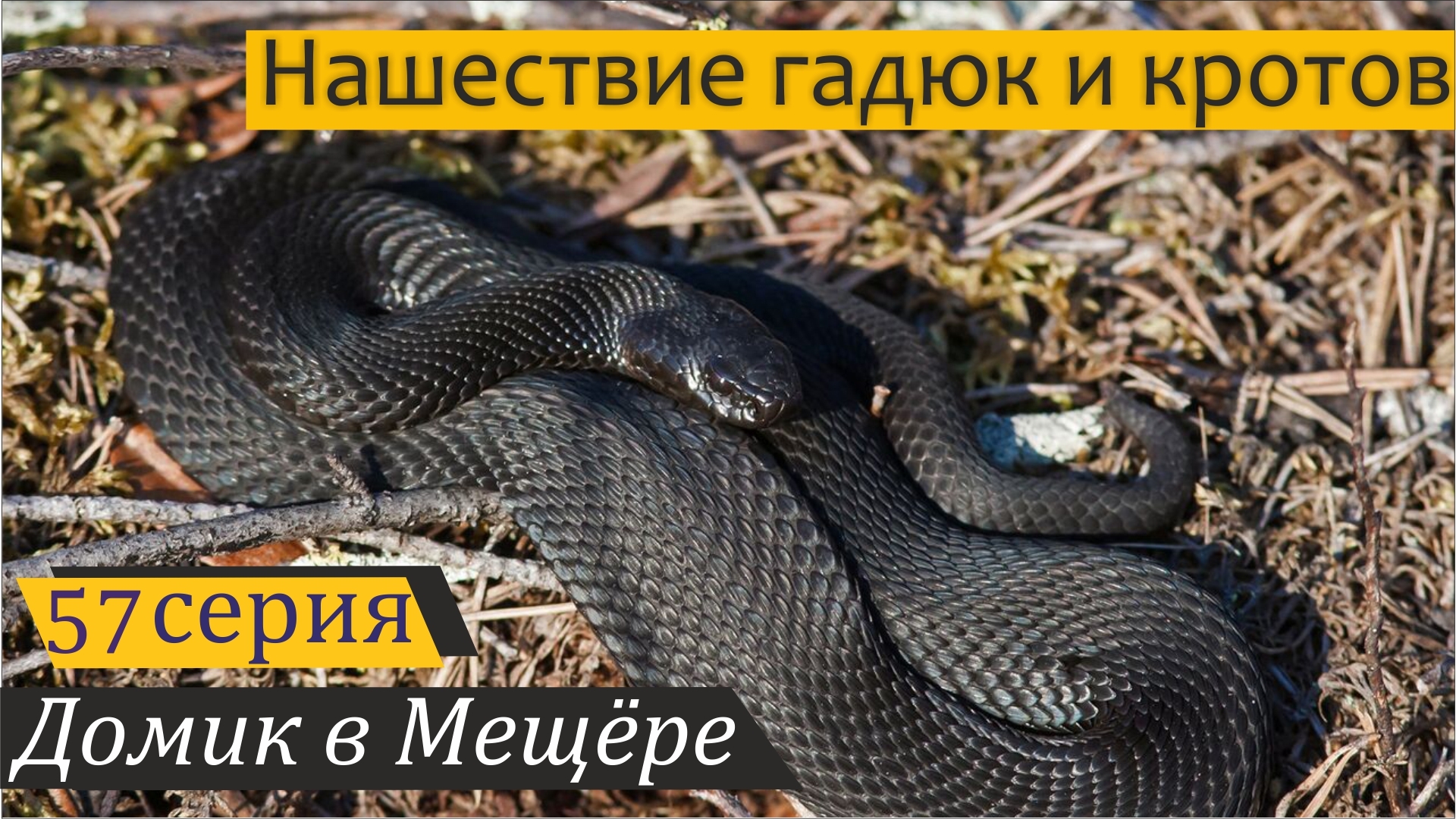 Гадюка алтайский край фото Бийск Новости Алтая Page 335