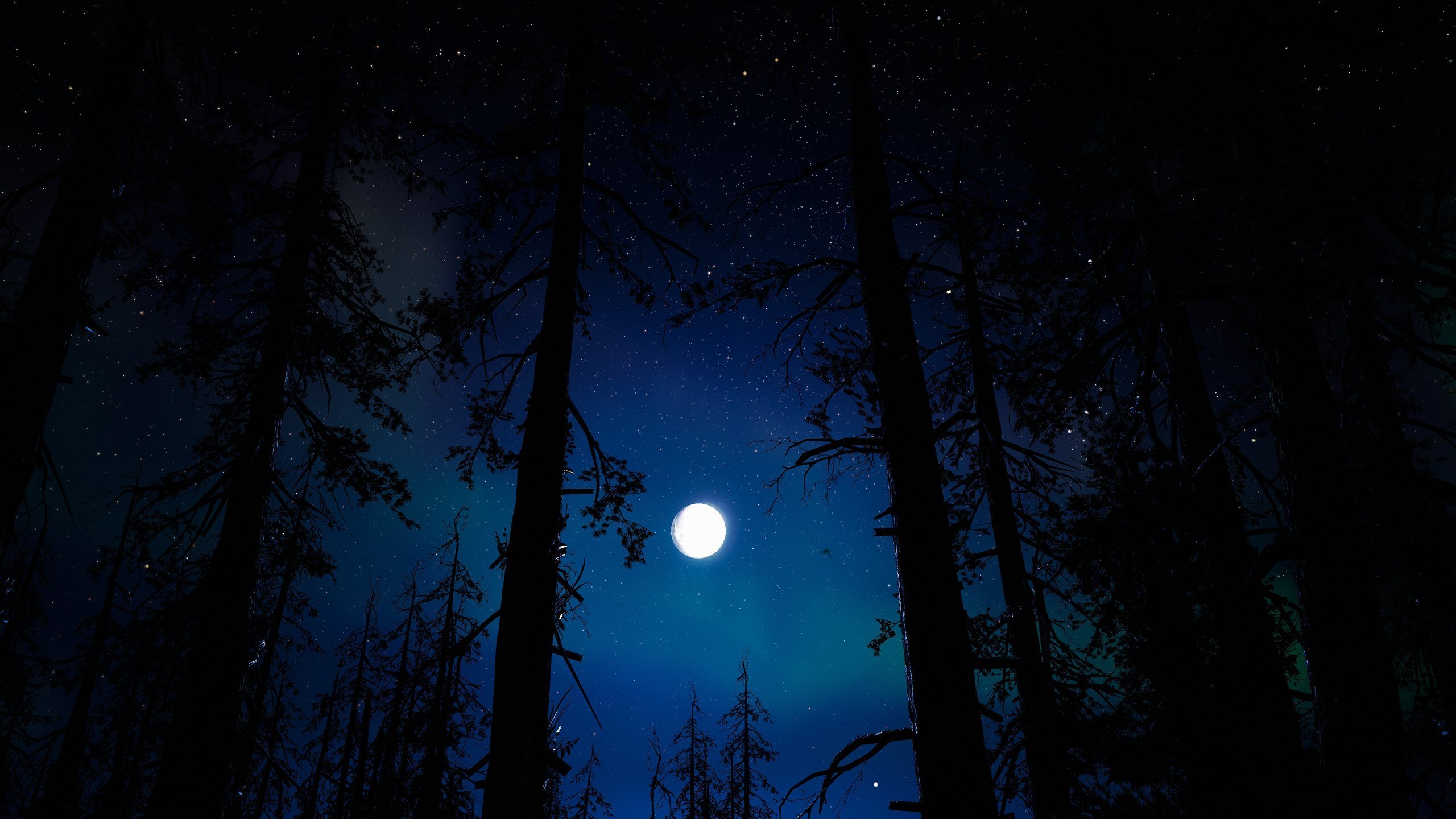 Ночь лес красиво. Ночной лес. «Ночь в лесу». Зимний лес ночью. Красивый ночной лес.