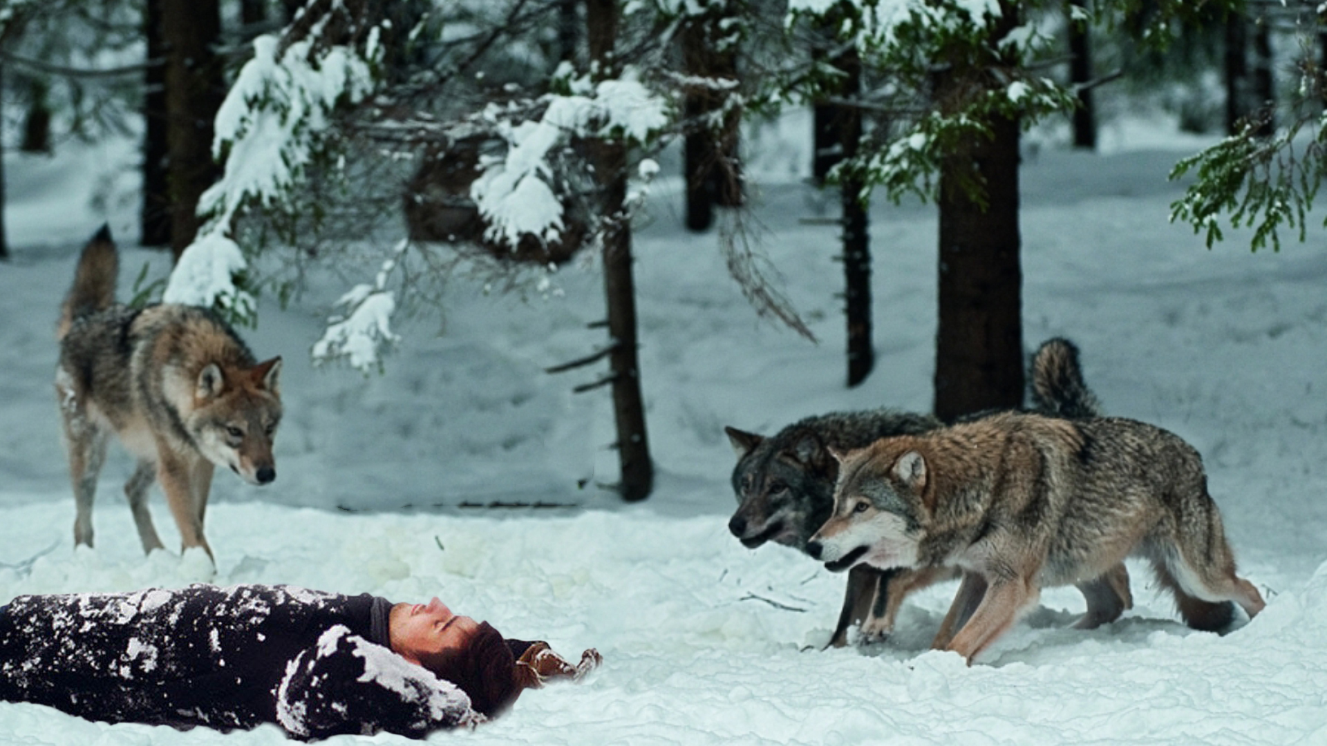 Стая голодных. Стая Волков зимой. Волк в тайге. Таёжный волк.