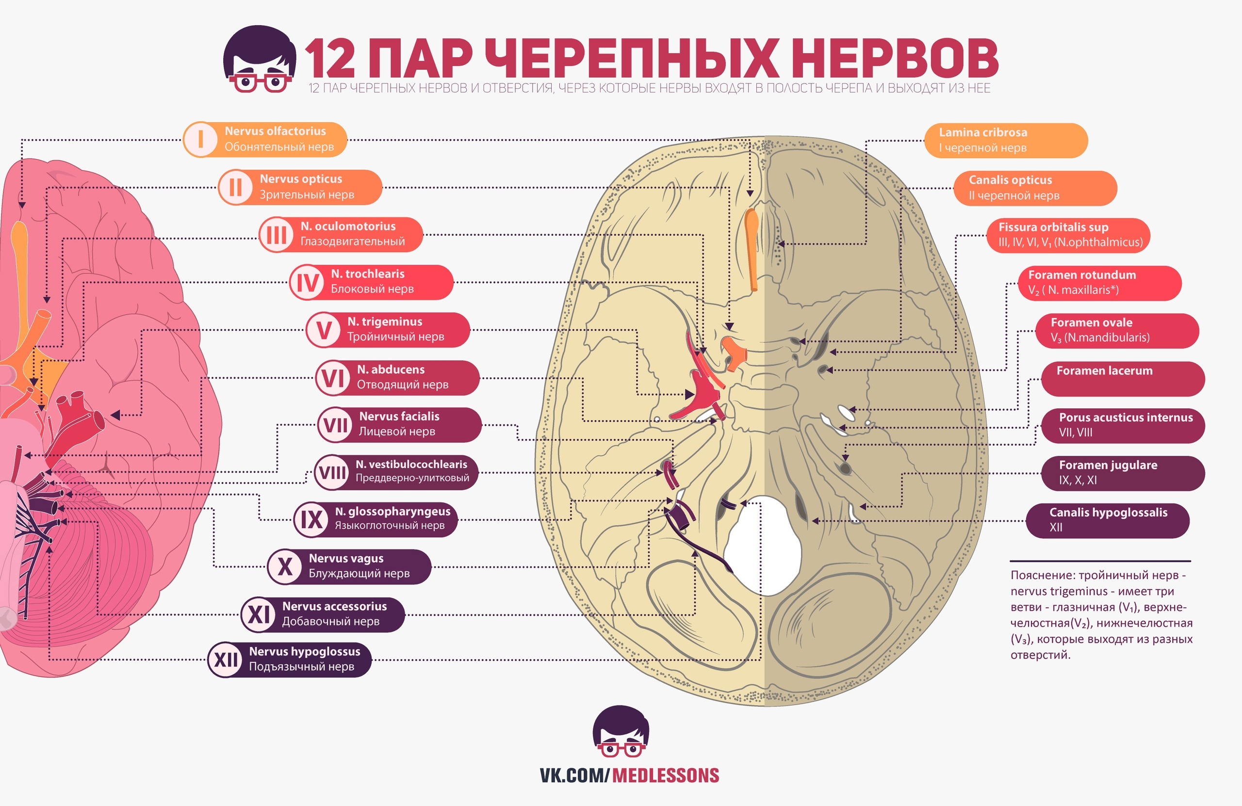 12 пар черепно мозговых нервов схема