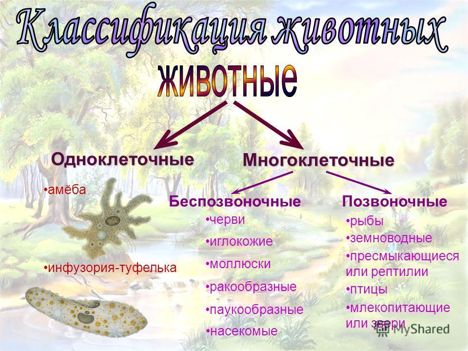 Презентация характеристика царства животные 5 класс фгос пасечник