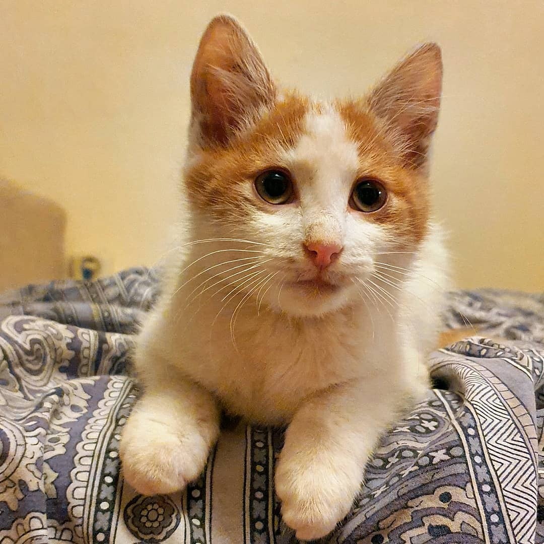 Кот эклер