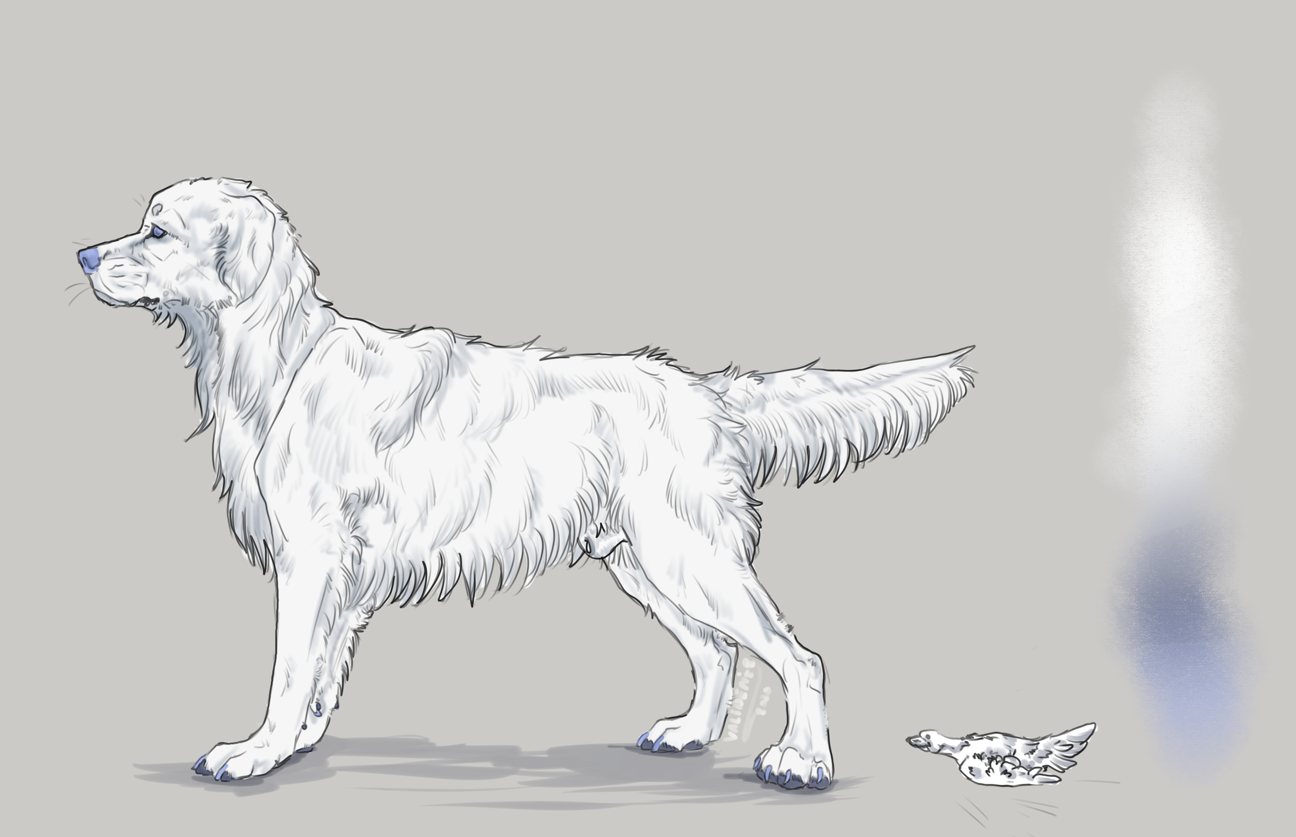 Line English Setter Valiberite Boosty