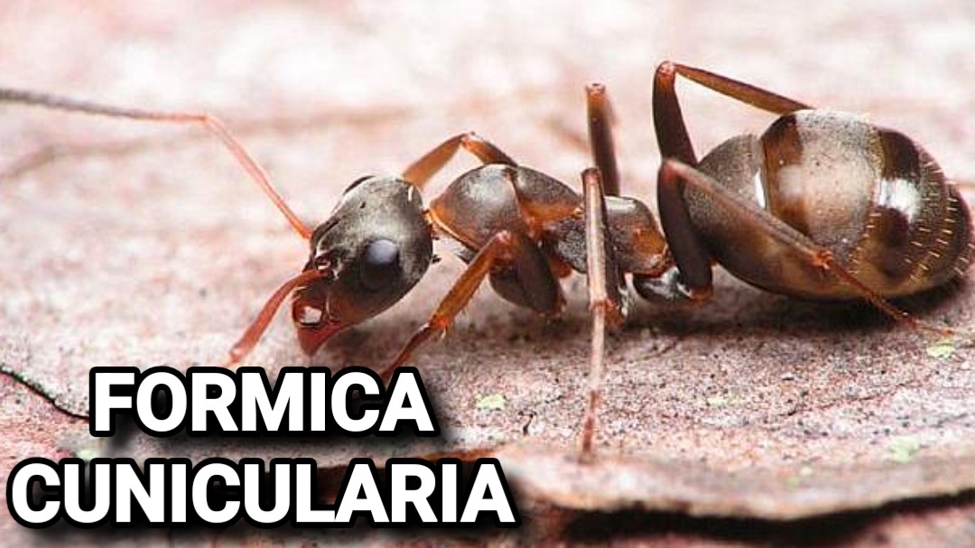 Обзор ant. Formica cunicularia.