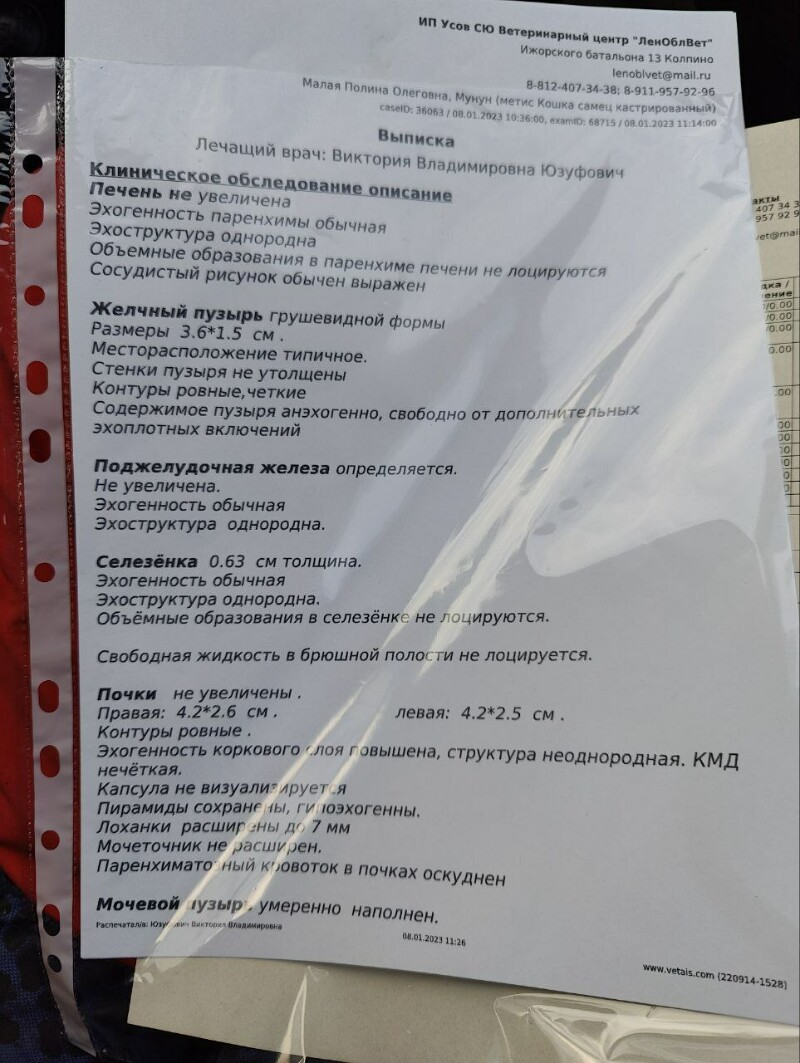 Трачу ваши донаты на котиков. Анализы крови, УЗИ, еда для спасенных  дачников, препараты, наполнитель, пеленки, лечебный корм (4-12 января) -  animalrescueed | Boosty