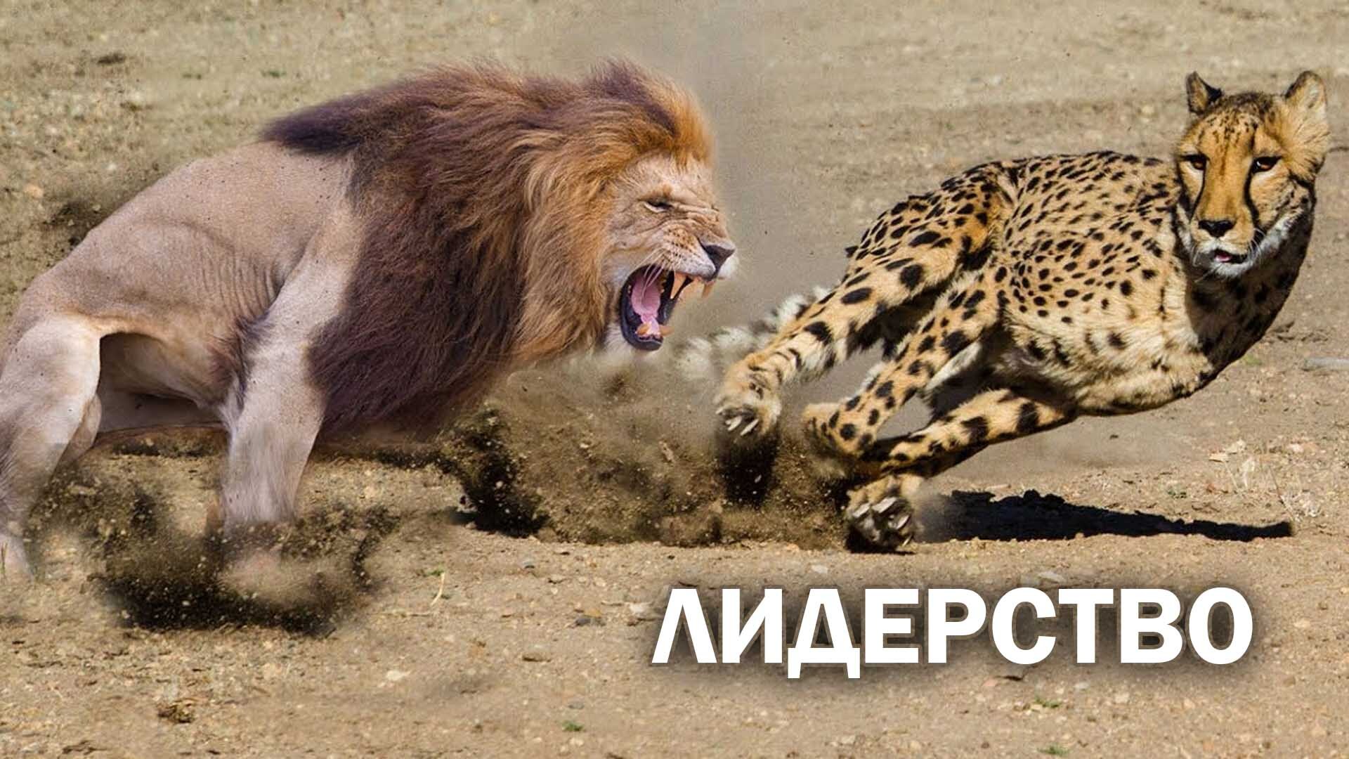 Как дерутся львы