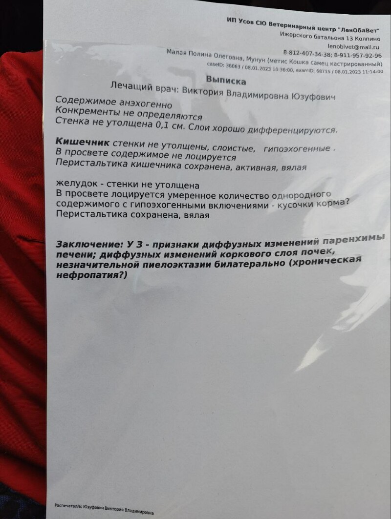 Трачу ваши донаты на котиков. Анализы крови, УЗИ, еда для спасенных  дачников, препараты, наполнитель, пеленки, лечебный корм (4-12 января) -  animalrescueed | Boosty