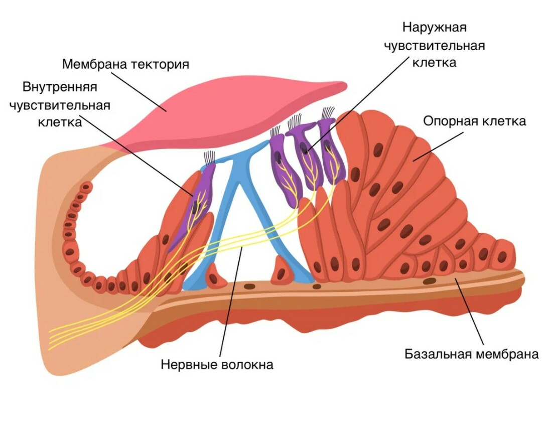 Схема поперечного среза улитки