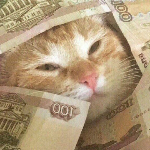 Rich Gangster Cats Flexing Their Wealth