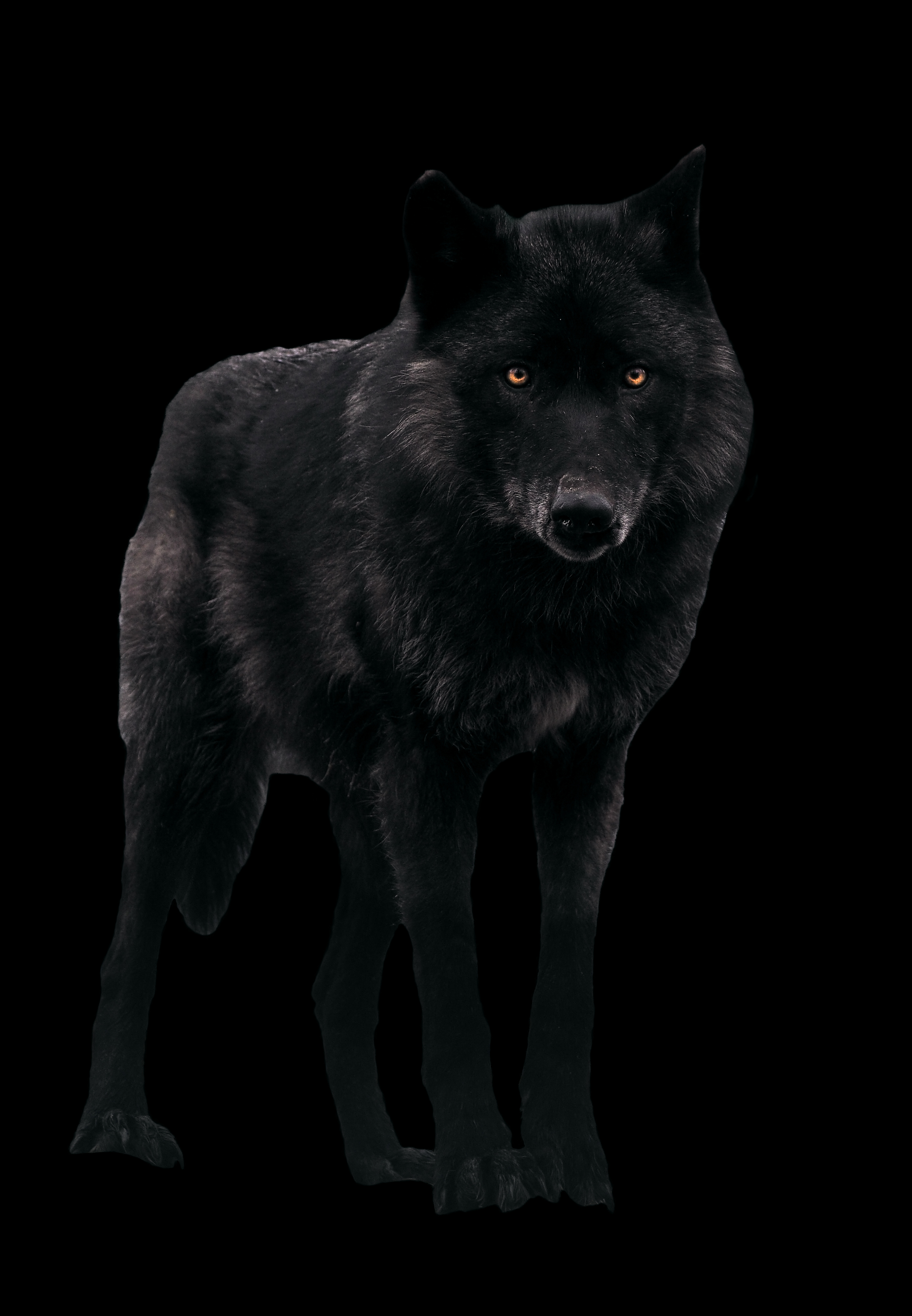 Черный волк идет