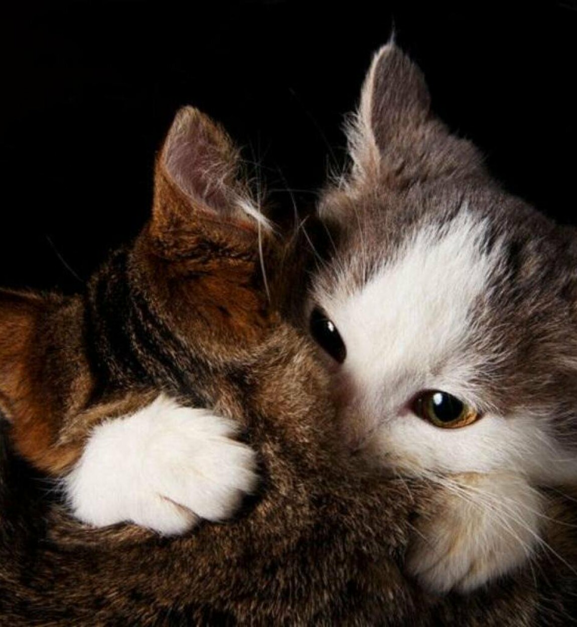 Обнимать кошку. Котята обнимаются. Котики обнимашки. Котик обнимает.