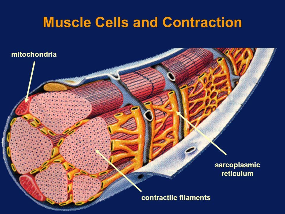 Muscles cells. Миофибриллы и митохондрии. Митохондрия. Митохондрии в мышцах. Митохондрии мышечной клетки.