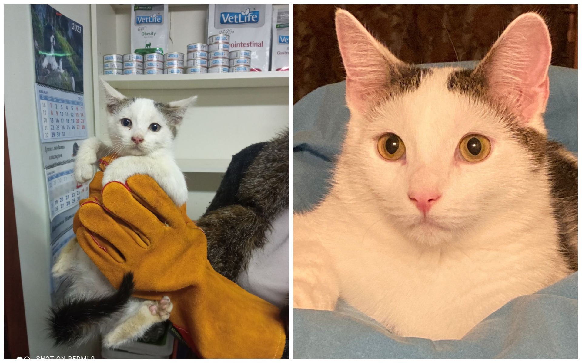 Картинка почему разбита посуда ругались. Ты дебил. Для хорошей фигуры нужен ухажер. Диван сломан мирились. Глаза закатываешь мозгами любуюсь.