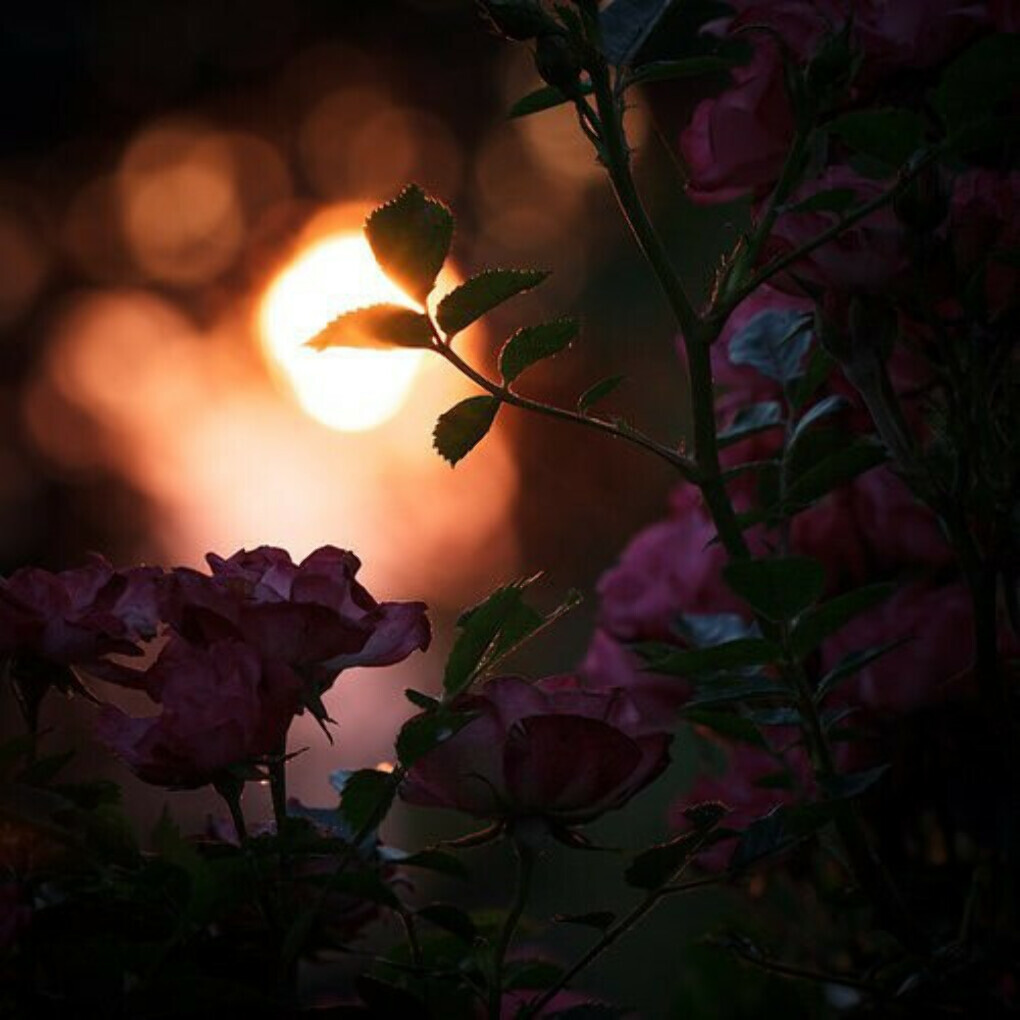 Работа ночь цветы. Цветы ночью. Сад ночью цветы. Красивые цветы ночью. Вечерний сад.