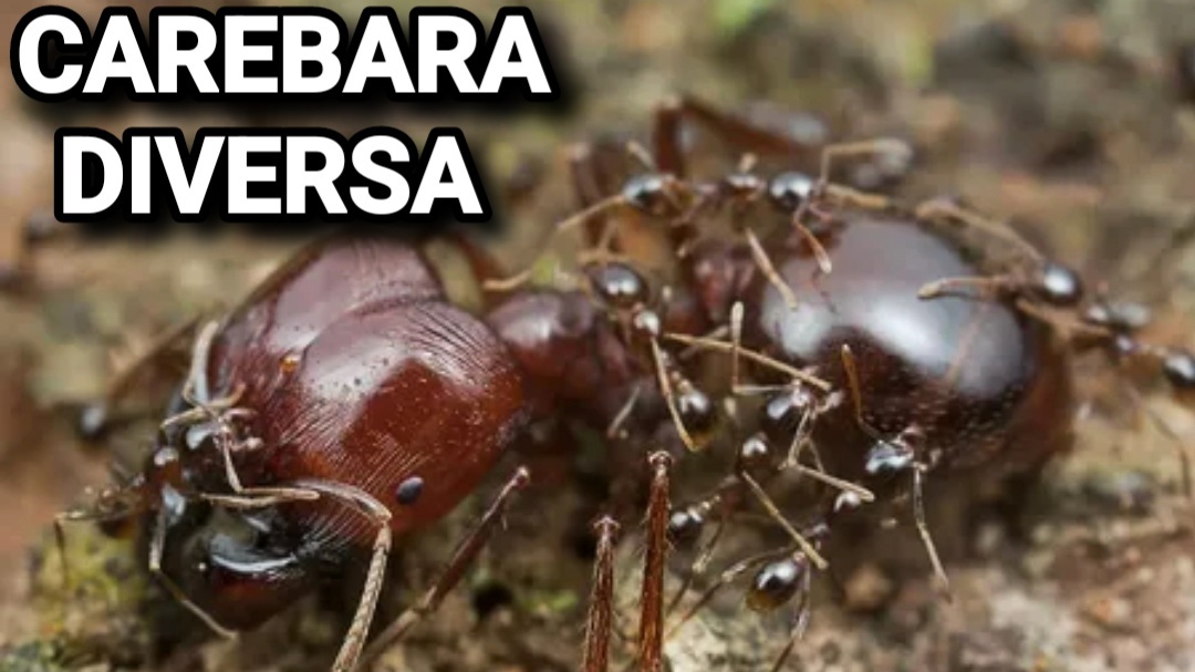 Обзор ant. Муравей Carebara diversa. Муравьи мародеры. Carebara. Каребара Atoma.