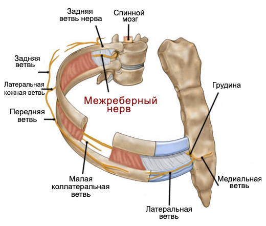 Невралгия в области сердца симптомы и признаки