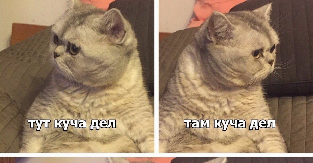 Мем с котом тут Pin on Я люблю жизнь in 2024 Cat memes, Silly cats, Funny memes