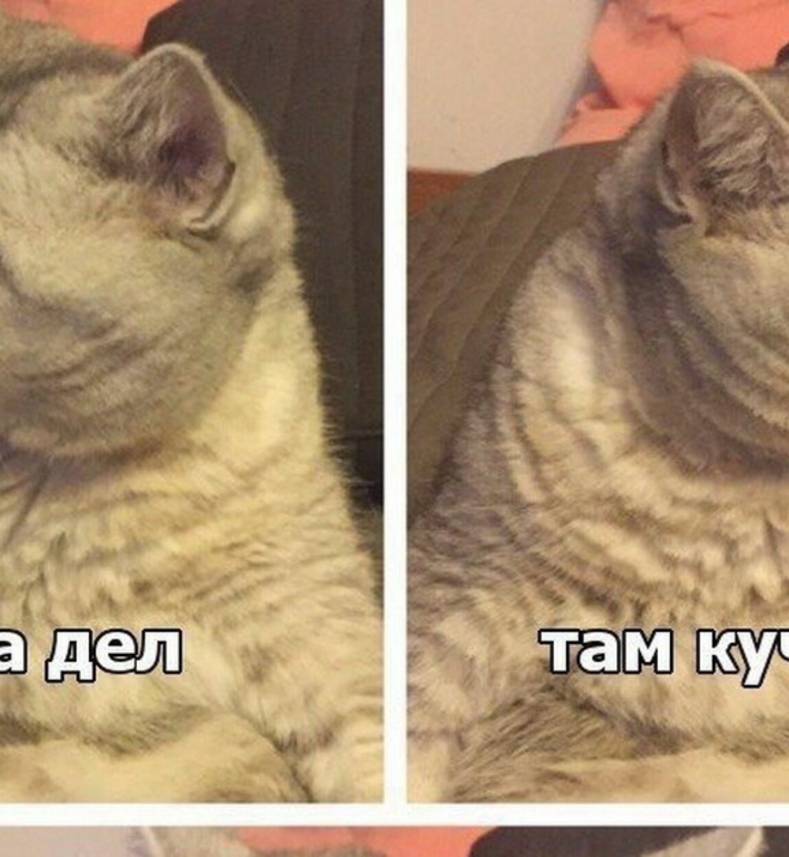 Мем с котом тут Мем с котом тут