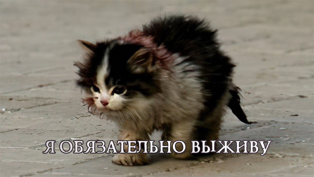 Я обязательно. Я обязательно выживу Мем. Мы обязательно выживем котенок. Жалкий котенок Мем. Котенок идет я обязательно выживу