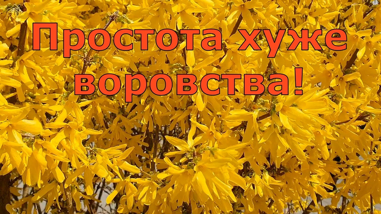 Картинки простота хуже воровства