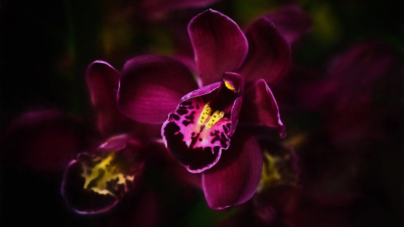 Фаленопсис Dark Purple