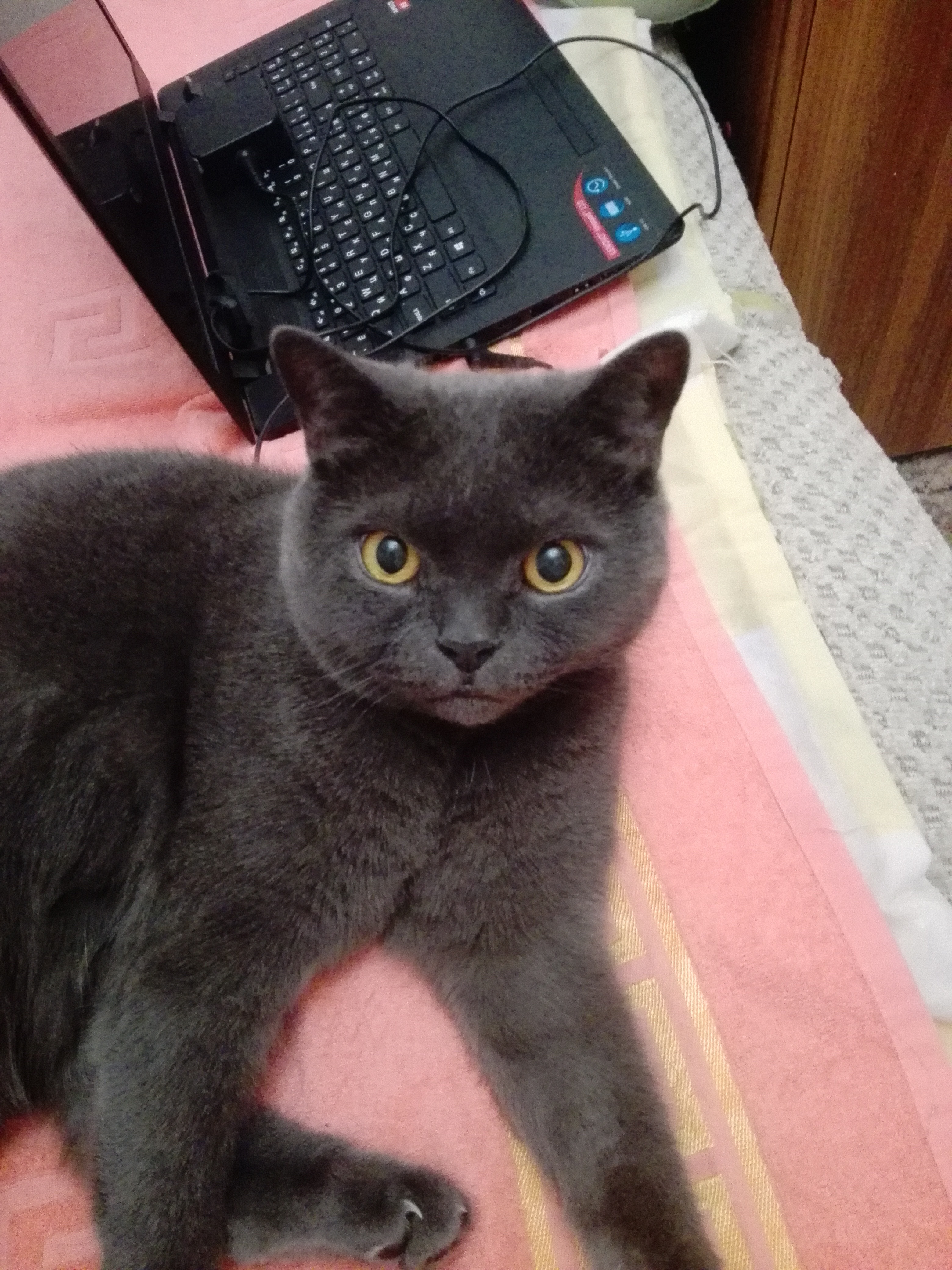 avatar
