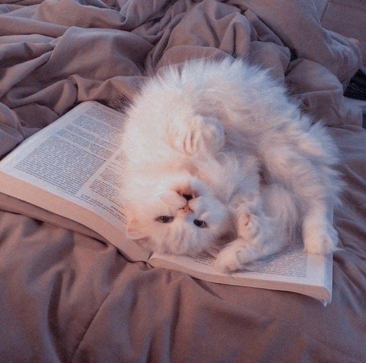 winter cat