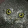 Deqdlyowl
