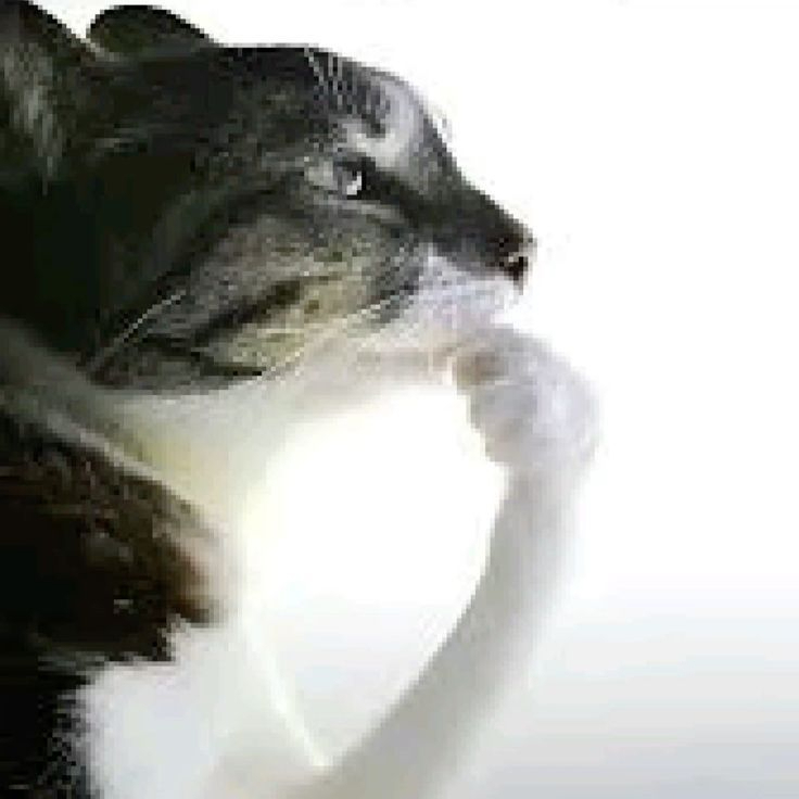 kaonana
