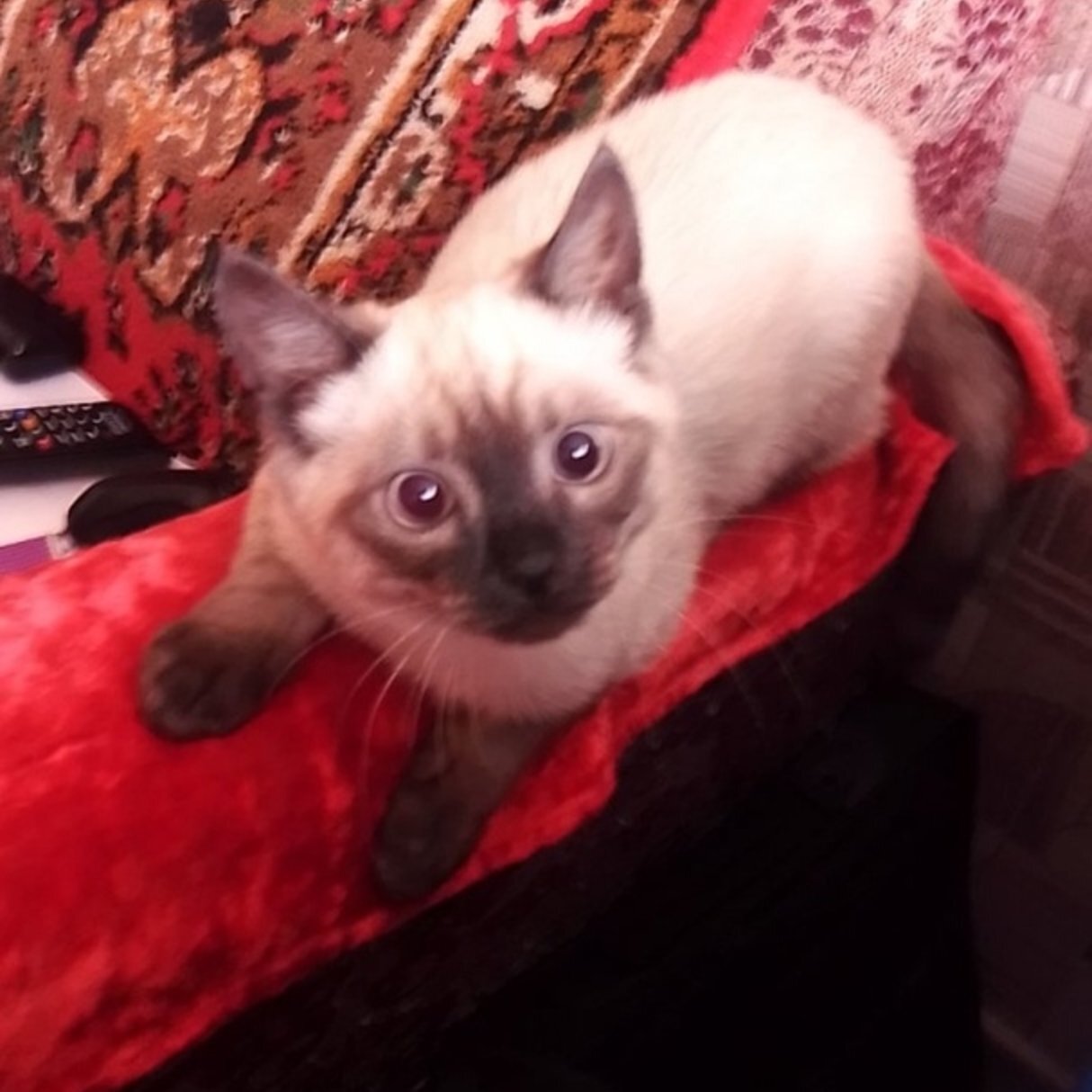 Георгий Стецков