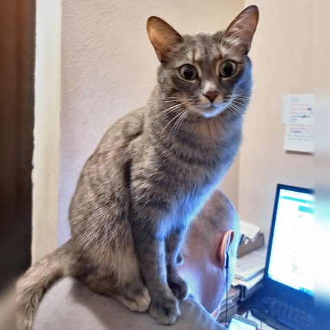 avatar